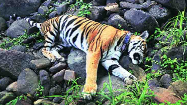 भूख से तड़प रहे हैं राष्ट्रीय उद्यान के वन्य प्राणी