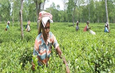 असम की चाय 70,501 रुपये प्रति किलो की दर से बिकी