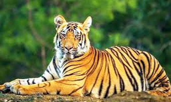 New tiger confirmed in Indravati Tiger Reserve