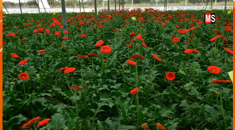 शेडनेट पद्धति से साल भर की जा सकती है फूलों की खेती Flowers can be cultivated throughout the year by shadenet method