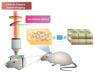 Quantum sensing of simulated neural activity