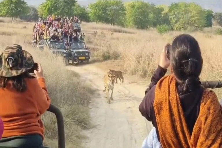 पन्ना टाइगर रिजर्व प्रबंधन ने पांच वाहनों पर प्रतिबंध लगाया, बाघ परिवार को पर्यटको ने घेरा