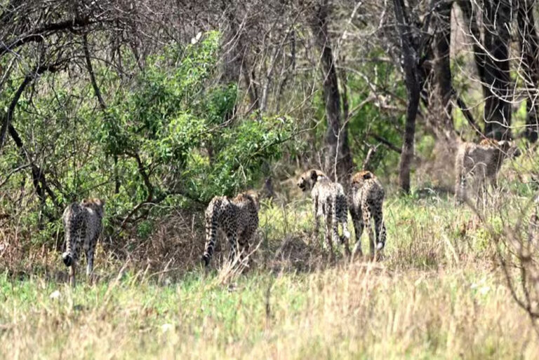 चीता गामिनी और उसके 4 शावकों को कूनो नेशनल पार्क के खुले जंगल में छोड़ा गया.