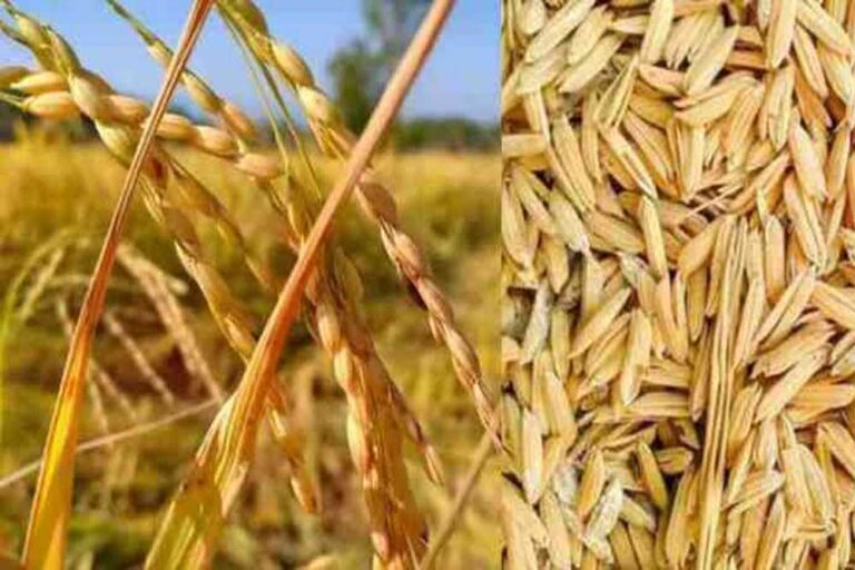 इटारसी मंडी में धान की बढ़ती आवक को देख प्रशासन ने 21 से 29 मार्च तक मंडी सातों दिन खोलने का फैसला लिया
