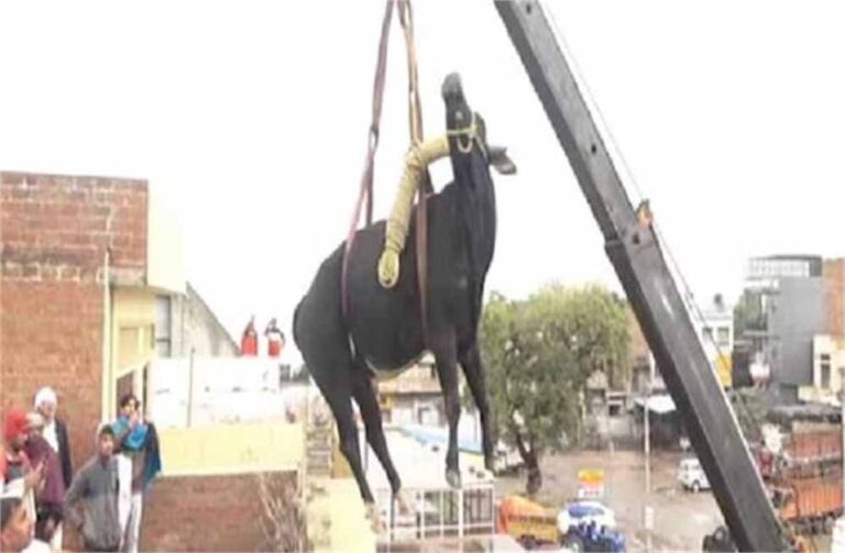 जमशेदपुर में तीसरी मंजिल पर चढ़ा सांड, घर में मचाया उत्पात