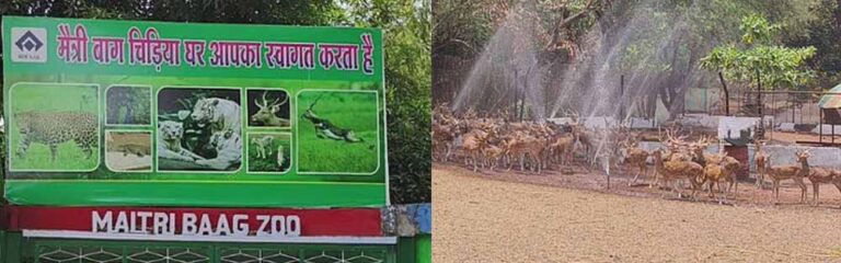 मैत्री बाग जू में वन्यजीवों को तपिश से बचने व्यापक इंतजाम, सफेद शेरों के इनक्लोजर में पानी का छिड़काव