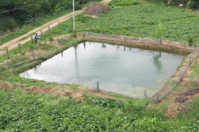 मध्य प्रदेश में बनाए जाएंगे 50000 तालाब, सरकार ने की बड़ी घोषणा