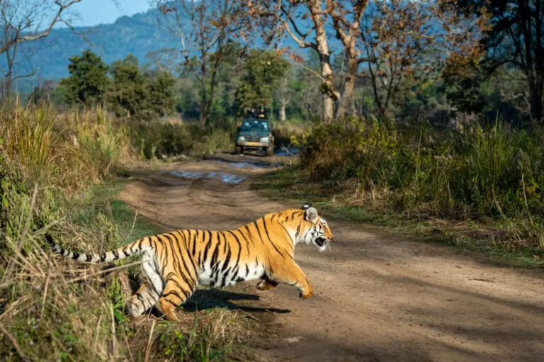 पेंच टाइगर रिजर्व में बाघ का शव मिला, शरीर का अधिकांश हिस्सा सड़कर खराब