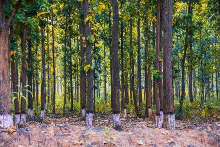 भोपाल में 18 मई को होगा चिपको आंदोलन, अटकी है 8000 पेड़ों की सांसें, NHAI चौड़ी करेगा सड़क