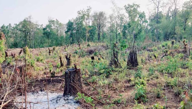 बीजापुर में कोरंडम खदान से पहले सैकड़ों पेड़ों की चुपचाप कटाई, प्रशासनिक पारदर्शिता पर सवाल
