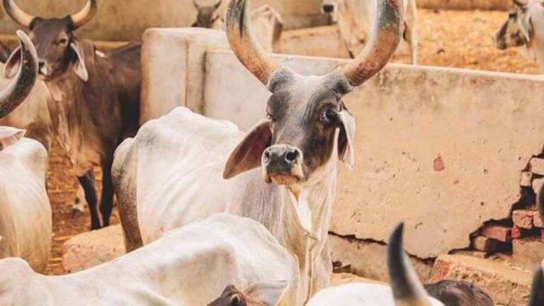 नौखड़ गांव में अज्ञात लोगों ने निर्ममता से पेड़ में बांधकर गौवंश का अंग-भंग कर की हत्या, क्षेत्र में तनाव का माहौल