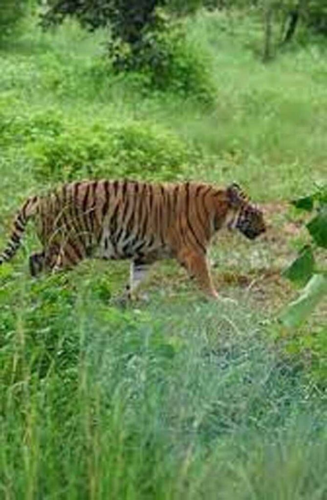 नंदनवन पक्षी विहार में बीते दस सालों से आकर्षण का केंद्र रहा नरसिंह अब लोगों को नजर नहीं आएगा