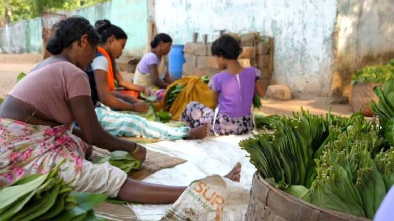 तेंदू पत्ता संग्रहण में लक्ष्य से 57 प्रतिशत हुआ कम