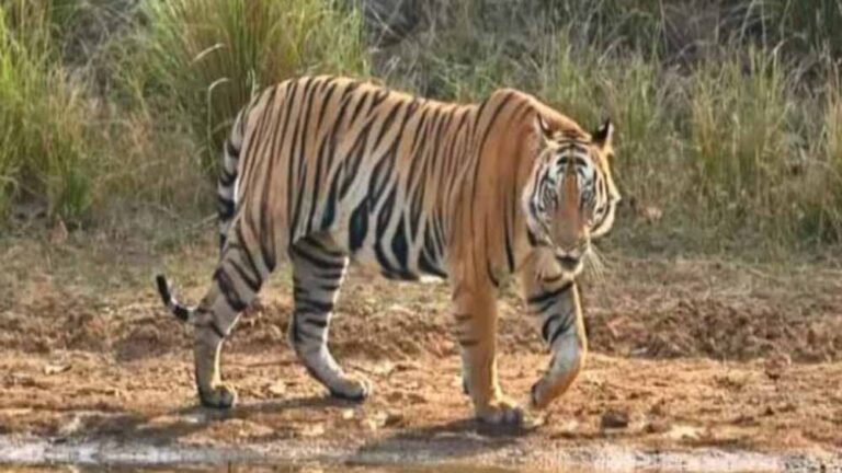 रांची के एक किसान के घर में घुसा बाघ, 12 घंटे से रेस्क्यू ऑपरेशन जारी