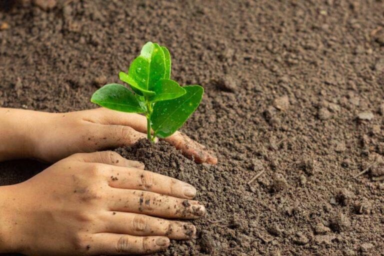 स्कूल शिक्षा विभाग 5 जून से एक पेड़ मां के नाम 2.0 अभियान तहत प्रदेशभर में 50 लाख पौधे लगाएगा