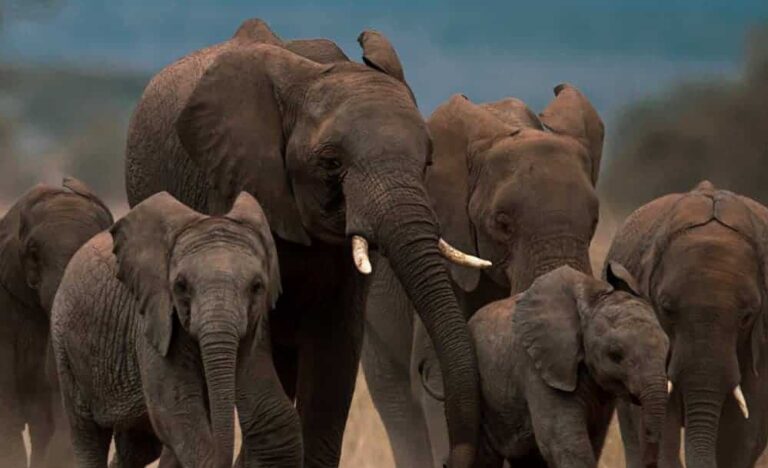 बांधवगढ़ में जंगली हाथियों की पहली बार हो रही पहचान, बन रही एलीफेंट आईडी