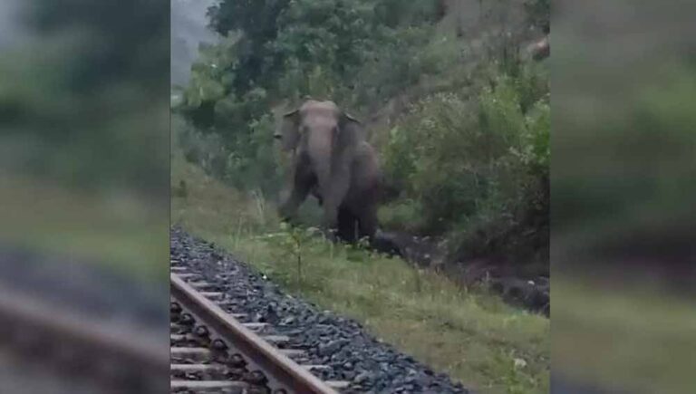 रामगढ़ में पटरी पर हथिनी ने दिया बच्चे को जन्म, 2 घंटे तक रुकी रही मालगाड़ी