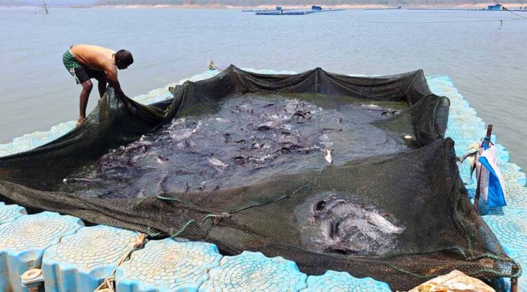 छत्तीसगढ़ में फिशरीज के नये युग की शुरूआत, हसदेव डुबान में बनेगा पहला एक्वा पार्क