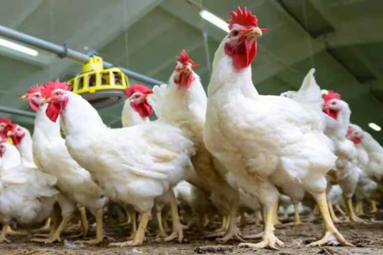 ‘नर्मदा’ नाम पर चिकन ब्रिड का विज्ञापन बना विवाद की जड़, ब्राह्मण समाज ने जताया विरोध