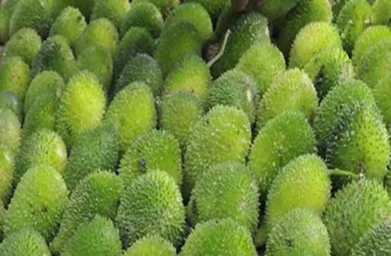 महंगी लेकिन असरदार: राजधानी के अलग-अलग बाजारों में खेखसी 400 रुपए प्रति किलो