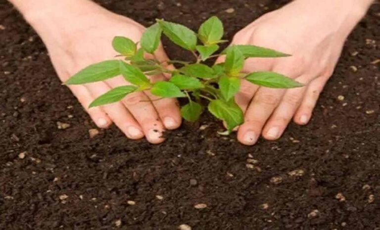 उत्तर प्रदेश सरकार पौधारोपण अभियान के तहत 37 करोड़ पौधे लगाएगी