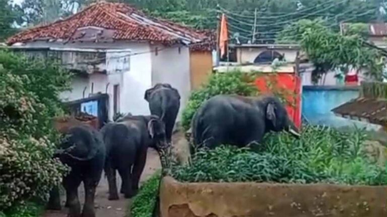 बुढ़ार में फिर घुसे जंगली हाथी: कई घरों में की तोड़फोड़, ग्रामीणों में दहशत