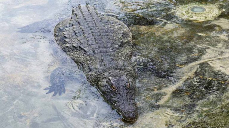 दमोह में दर्दनाक हादसा: नदी किनारे बैठी महिला को मगरमच्छ ने बनाया शिकार