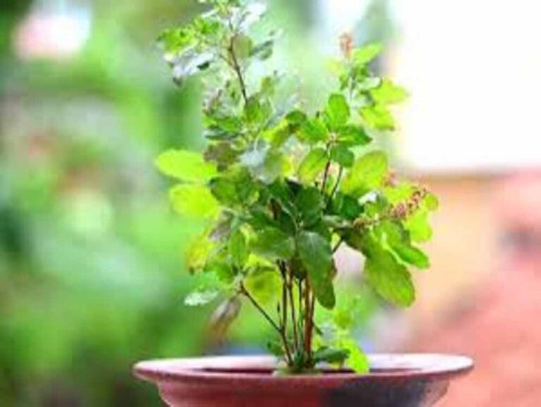 एक बगिया मां के नाम परियोजना का प्रशिक्षण 12 जुलाई को