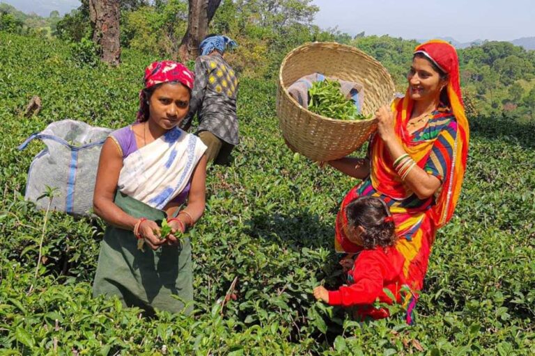किशनगंज में जीविका दीदियों ने संभाली टी प्रोसेसिंग एंड पैकेजिंग इकाई की कमान