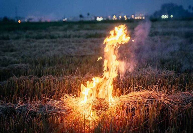 MP में किसानों को सिखाया जाएगा फसल अवशेष प्रबंधन, धान की पराली और गेहूं की नरवाई से मिलेगा दोहरा लाभ