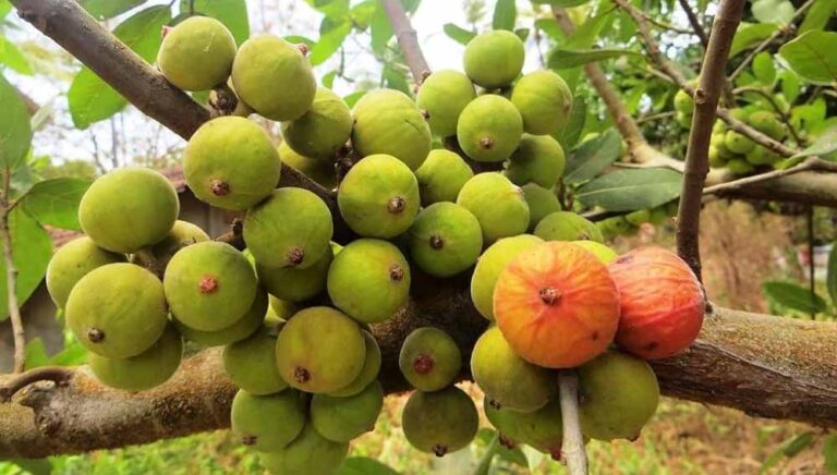 बिहार की खेतों में भी उगने लगे अंजीर, किसान उठा रहे लाभ