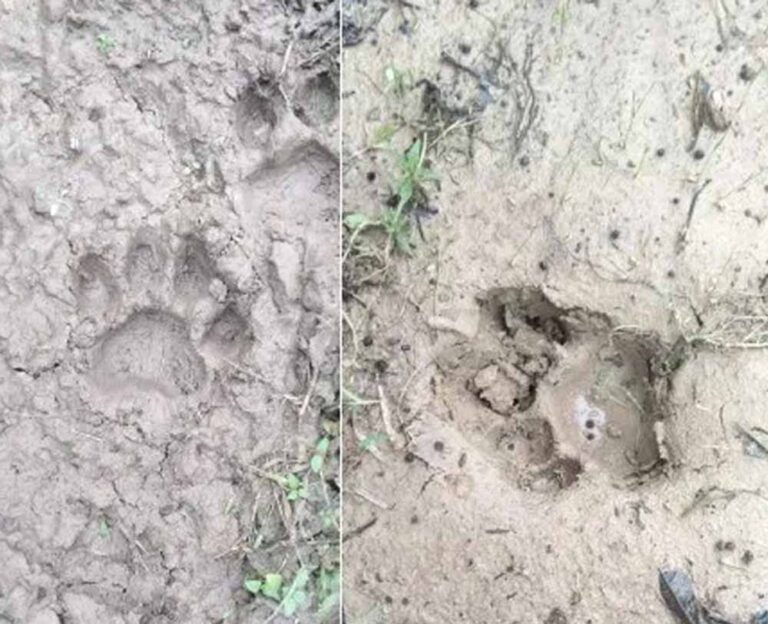 हाथियों के बाद अब बाघ का साया : जंगल में मिले पैरों के निशान, गांवों में अलर्ट