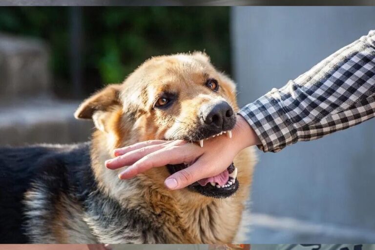 मध्य प्रदेश में डॉग बाइट्स के आंकड़े: भोपाल में सबसे कम, रतलाम में सबसे ज्यादा मामले