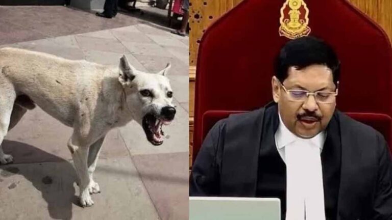 दिल्ली-NCR में कुत्तों से जुड़ा मामला अब CJI की निगरानी में