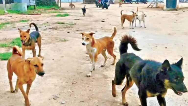कर्नाटक के MLC का सनसनीखेज दावा – 2500 कुत्तों को मरवाकर पेड़ों के नीचे दफनाया