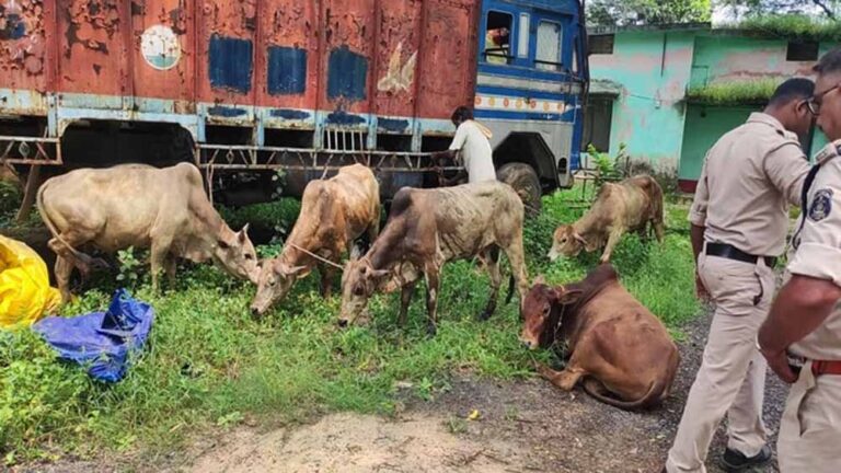 रायगढ़ में पुलिस की बड़ी कार्रवाई: आधा दर्जन से ज़्यादा मवेशी छुड़ाए, ड्राइवर फरार
