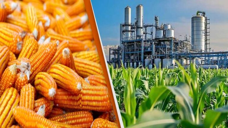 अमेरिका को भारत को मक्का बेचने की इतनी जल्दी क्यों? इथेनॉल की दौड़ है असली वजह?
