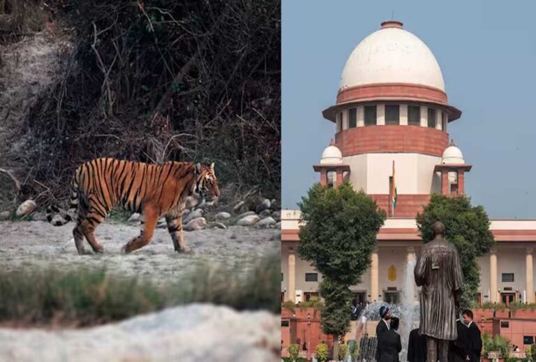 टाइगर शिकार पर सुप्रीम कोर्ट सख्त! MP-महाराष्ट्र से 4 हफ्ते में जवाब तलब, लगे संगठित शिकार के आरोप