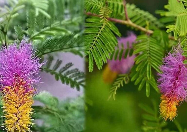 दशहरे पर शमी पूजन का महत्व: विजय, समृद्धि और सौभाग्य का रहस्य