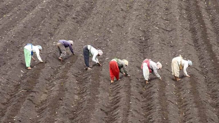 मध्य प्रदेश में 14 लाख मृदा स्वास्थ्य कार्ड, फिर भी किसानों की खाद खपत कम नहीं हुई!