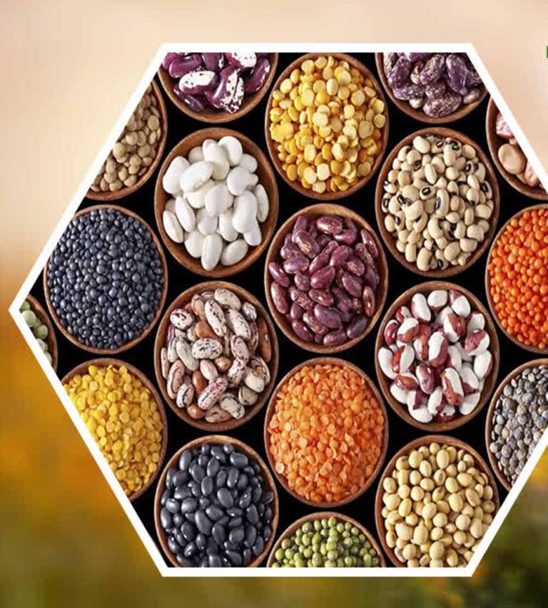 MP के तीन जिलों में खुलेगा Oil Seed Hub, किसानों को मिलेगा उन्नत बीज और तकनीक का लाभ
