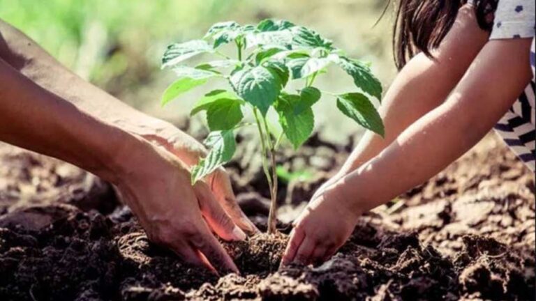 पौधरोपण महाभियान-2025: शिक्षकों के सम्मान में सभी वन प्रभाग लगाएंगे ‘एक पेड़ गुरु के नाम’