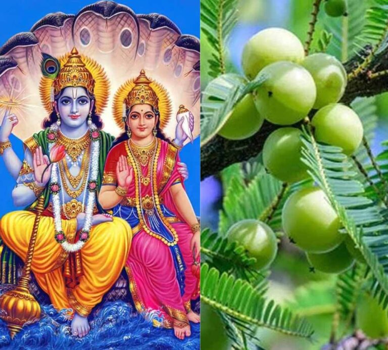 अक्षय नवमी 2025: जानें सही तिथि, पूजा विधि और शुभ मुहूर्त में करें ये खास उपाय
