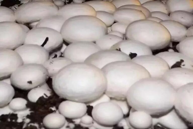 2 कमरों से शुरू किया कारोबार, आज हैं 12 फार्मों के मालिक – जानिए रांची के ‘मशरूम मैन’ अमित की कहानी