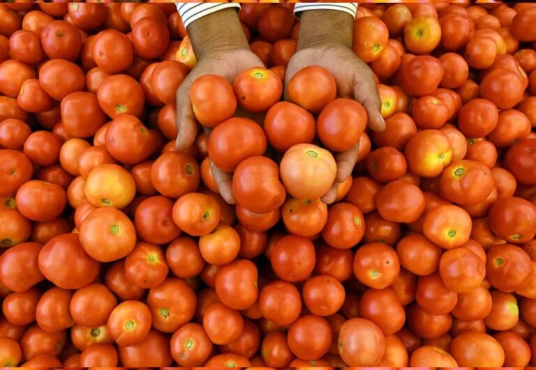 टमाटर उत्पादन में देश में नंबर-1 है मध्यप्रदेश