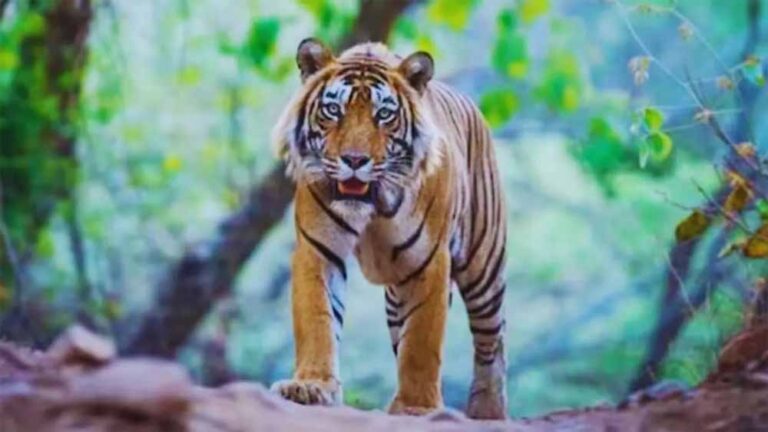 बेतिया में बाघ का हमला: किसान की मौत से ग्रामीणों में दहशत, वन विभाग सतर्क