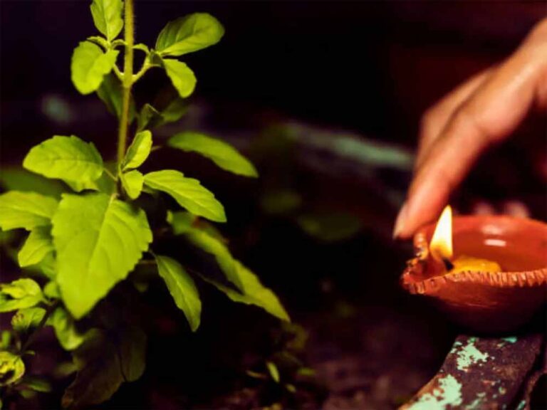 कार्तिक मास में तुलसी पूजन से बनेगी धन की वर्षा, जानें खास उपाय!
