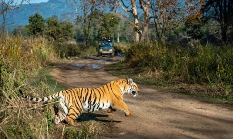 बांधवगढ़ टाइगर रिजर्व में टिकट घोटाला! सरकारी वेबसाइट से हो रही थी सफारी पास की कालाबाजारी