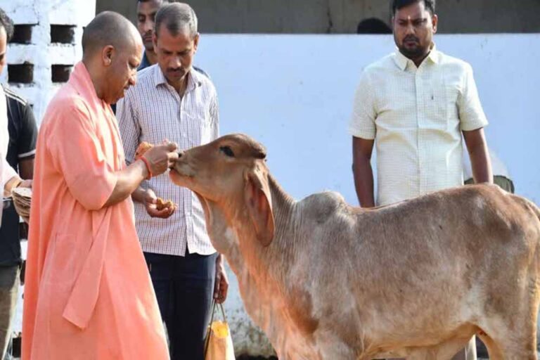 गोवर्धन पूजा पर सीएम योगी बने ‘गोपालक’, गायों को खुद खिलाया गुड़-रोटी