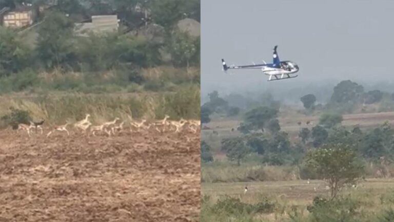 हेलीकॉप्टर और बोमा से कृष्ण मृगों और नीलगायों को पकड़ने का अभियान जारी